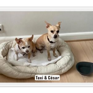 Acrylic LED signs custom type (dog photo)
