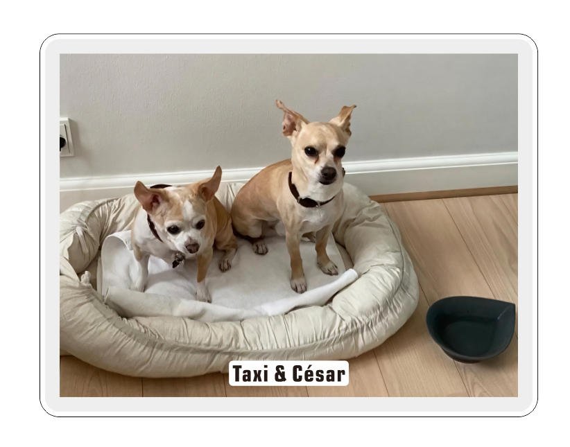 Acrylic LED signs custom type (dog photo)